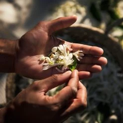 Givenchy L'Interdit Millésime EDP Eau De Parfum -Offerta economica [Givenchy] Givenchy L interdit L Interdit Millesime EDP 4